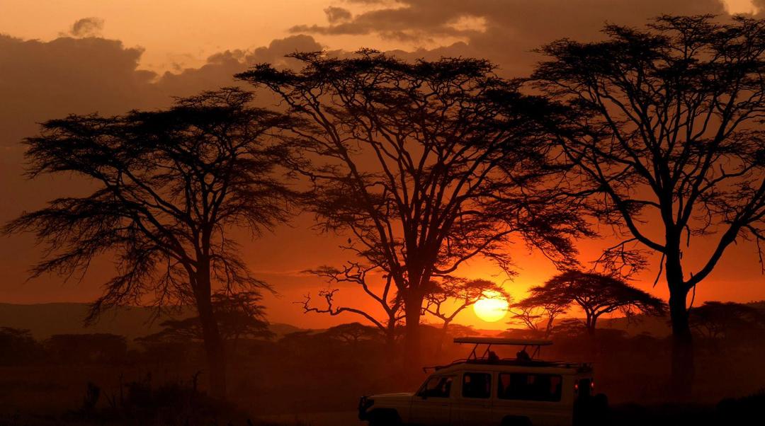 Serengeti Safari