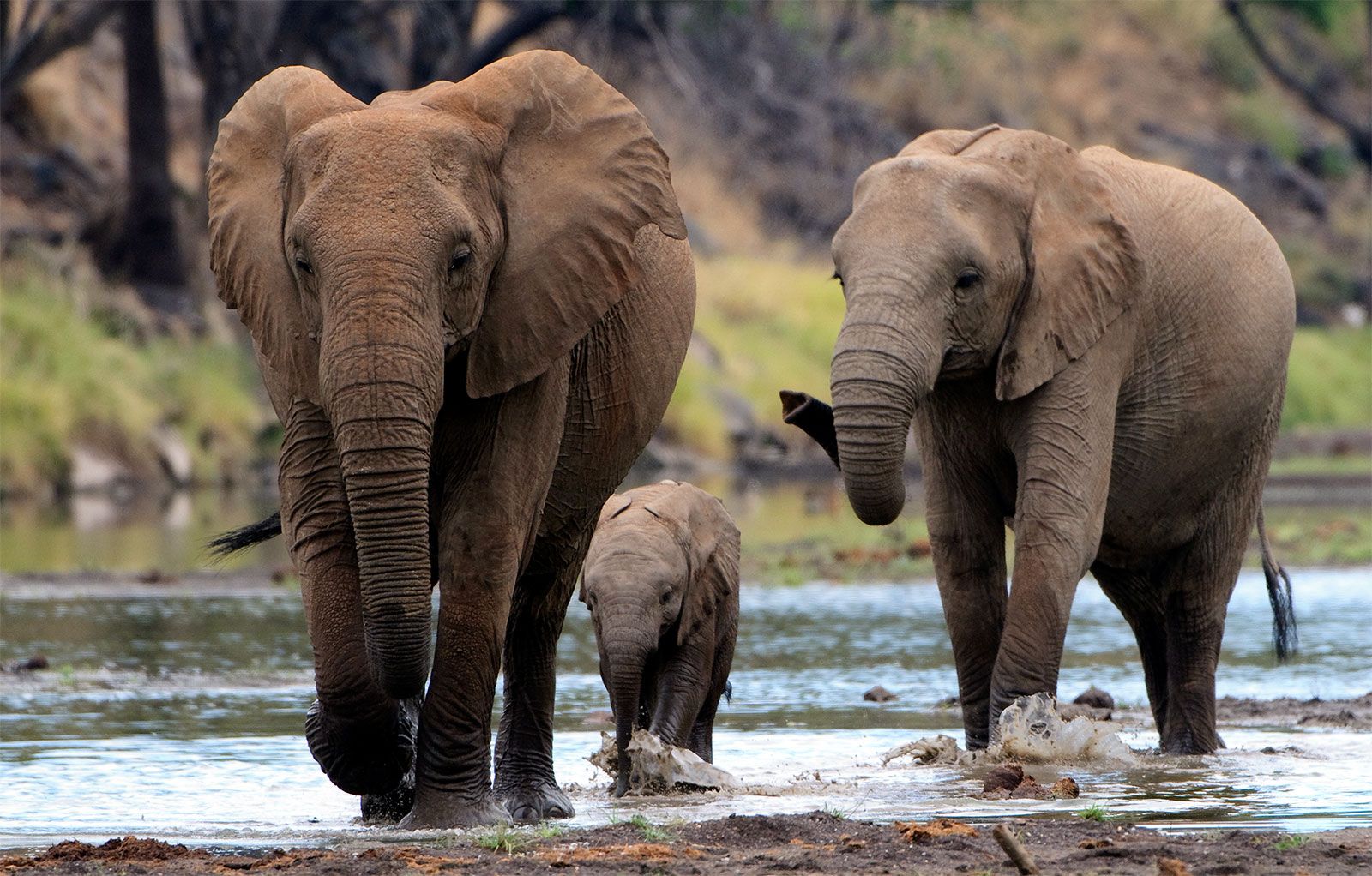 Elephant