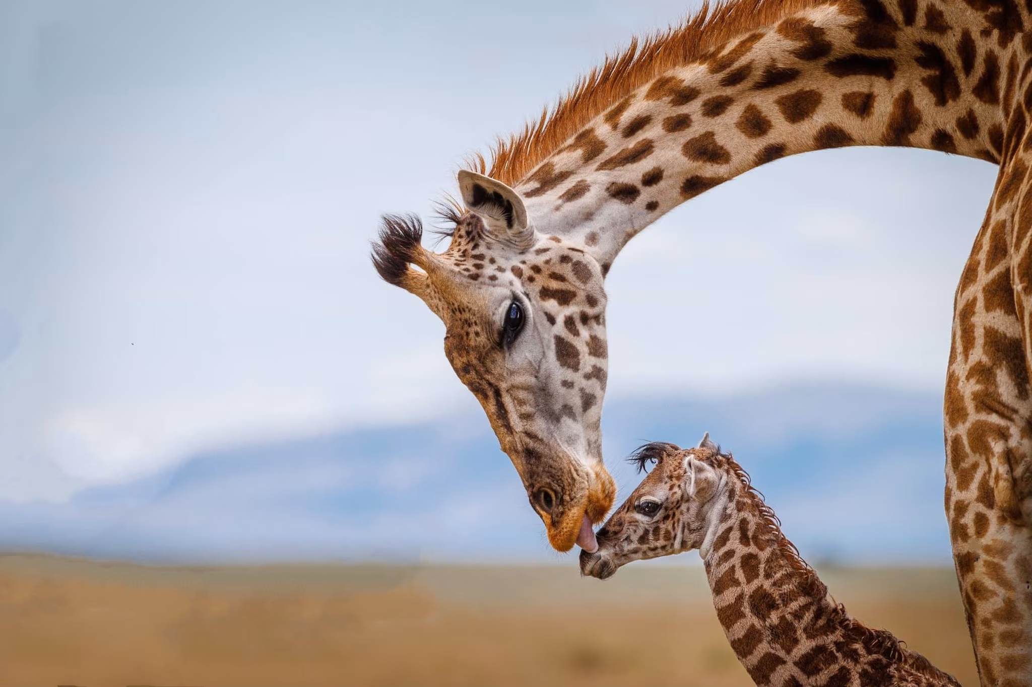 Giraffe