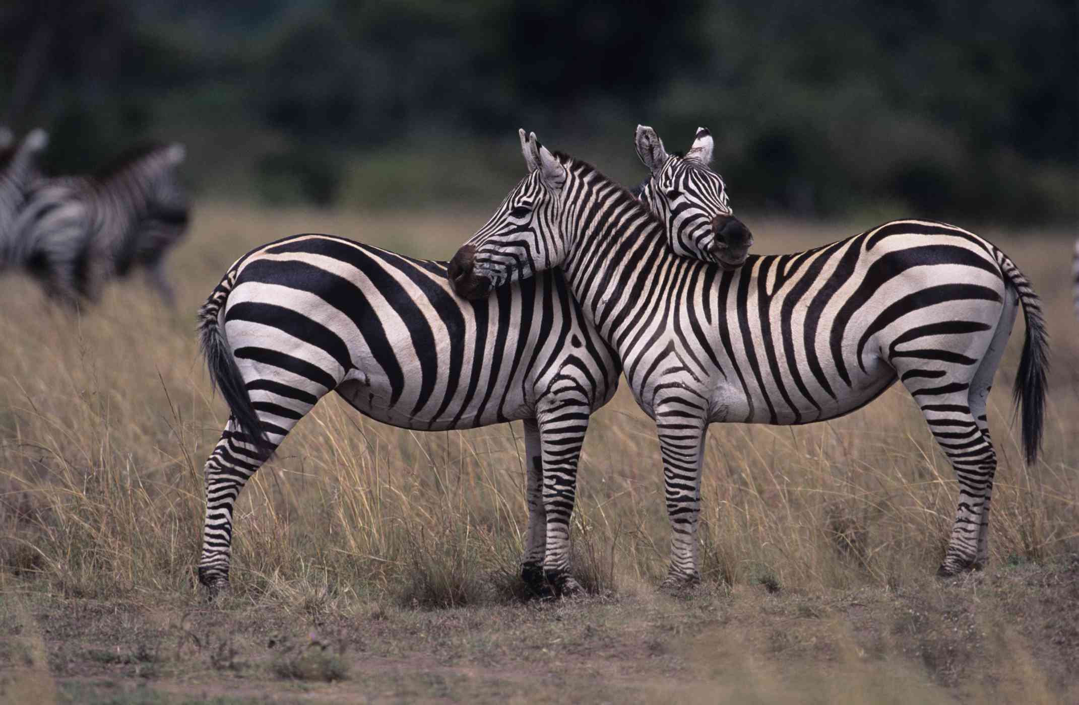 Zebra